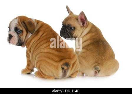 zwei Welpen - englische und französische Bulldogge Welpen über Schulter isoliert auf weißem Hintergrund 8 Wochen alt Stockfoto