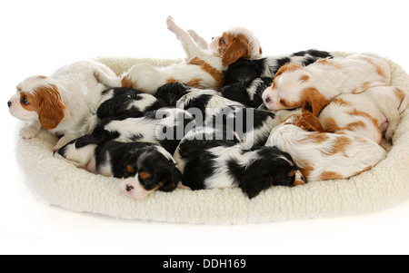 Welpen - dreizehn cavalier King Charles Spaniel Welpen schlafen - 6 Wochen alt Stockfoto