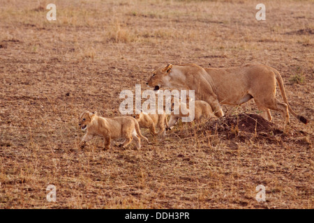 Löwin mit jungen unterwegs. Stockfoto