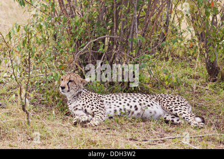 Gepard im Schatten entspannen. Stockfoto