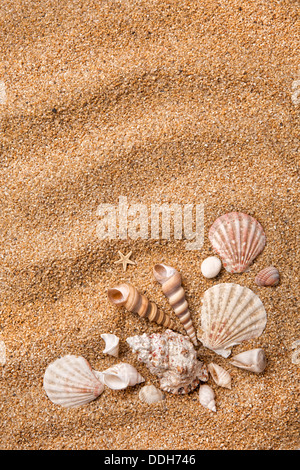 Rahmen aus verschiedenen Muscheln auf sand Stockfoto