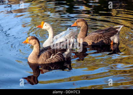 Schar von drei Gänse schwimmen im Teich; zwei Graylag Graugänse und eine weiße China Gans. Stockfoto