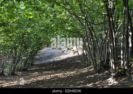 Haselnuss-Bäume bereit für die Ernte in den Langhe, Piemont (Piemonte), Oberitalien Stockfoto