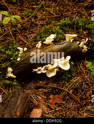 Wachsenden Pilze auf ein altes Protokoll am Waldboden, Rogaland, Norwegen. Stockfoto