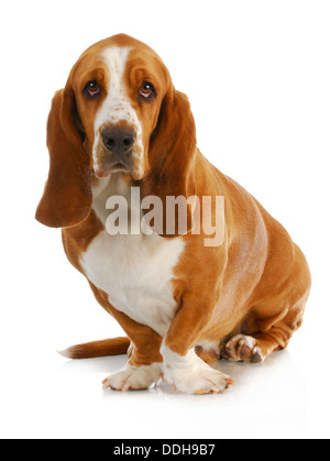 Basset Hound sitzen Blick auf Zuschauer sitzen auf weißem Hintergrund - 3 Jahre alt Stockfoto