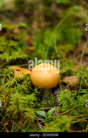 Gelbe Sumpf ubling (ubling Claroflava) oder gelb Sumpf Brittlegill, ist ein Basidiomycete Pilz der Gattung ubling. Stockfoto