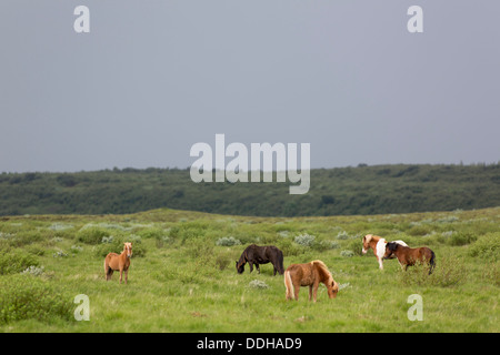 Pferde in der isländischen Natur in Reykholt, Süd-Island- Stockfoto
