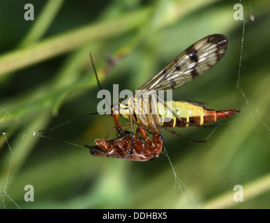 Nahaufnahme von einem weiblichen gemeinsame Scorpionfly (Panorpa Communis) Fütterung auf eine Beute Stockfoto