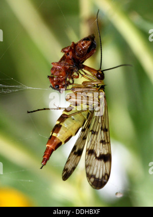 Nahaufnahme von einem weiblichen gemeinsame Scorpionfly (Panorpa Communis) Fütterung auf eine Beute Stockfoto