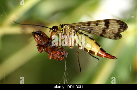 Nahaufnahme von einem weiblichen gemeinsame Scorpionfly (Panorpa Communis) Fütterung auf eine Beute Stockfoto