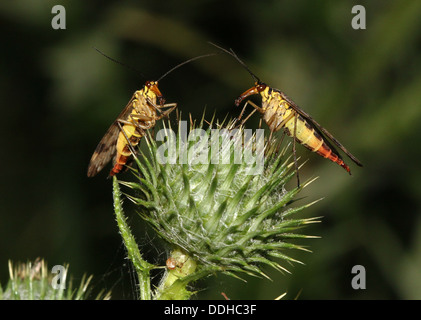 Nahaufnahme von zwei weiblichen gemeinsame Skorpion fliegen (Panorpa Communis) auf einem wilden Karde Stockfoto