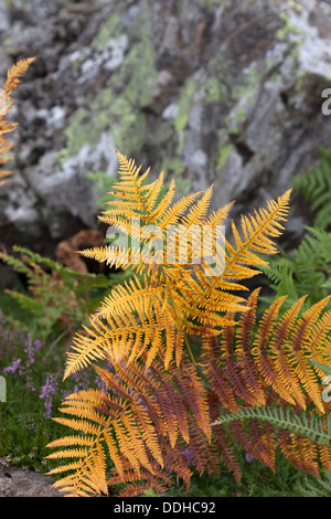 Adlerfarn Pteridium Aquilinum in herbstlichen Farben Teesdale UK Stockfoto