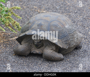 Galapagos-Riesenschildkröte, Cerro Azul Unterart (Chelonoidis Nigra eingespieltes), Isabela Island, Galápagos-Inseln, Ecuador Stockfoto