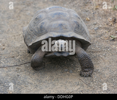 Galapagos-Riesenschildkröte, Cerro Azul Unterart (Chelonoidis Nigra eingespieltes), Isabela Island, Galápagos-Inseln, Ecuador Stockfoto