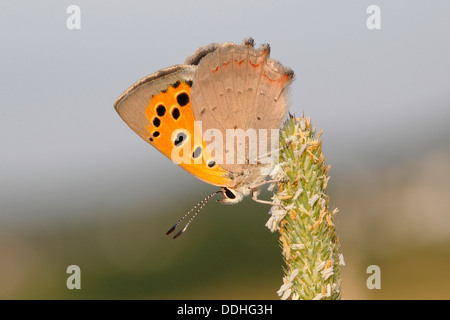 Kleine Kupfer (Lycaena Phlaeas) sonnen sich auf einem Rasen-Blume Stockfoto