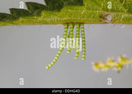 Lange Strings von Eiern aus der Karte Schmetterling (Araschnia Levana) auf ein Nesselblatt Stockfoto