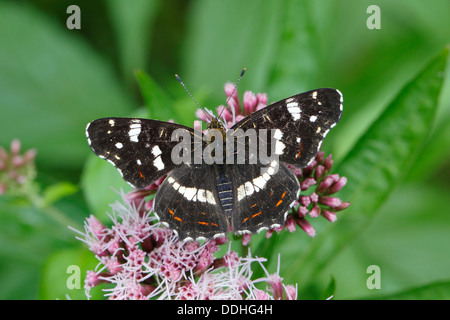 Karte-Schmetterling (Araschnia Levana), thront Sommer-Generation auf einer Agrimony-Blume Stockfoto