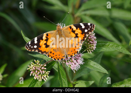 Distelfalter (Vanessa Cardui, Cynthia Cardui) thront auf wilden Majoran Stockfoto