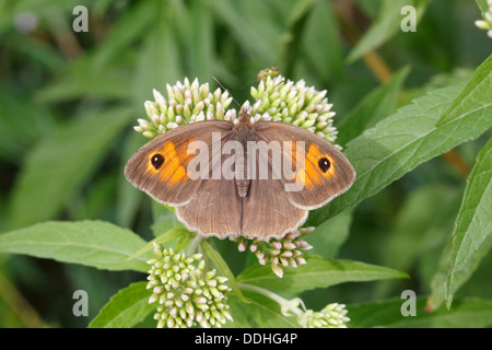 Wiese Braun (Maniola Jurtina), weibliche thront auf einer Agrimony-Blume Stockfoto