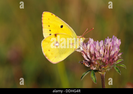 Blasse getrübt gelb (Colias Hyale), thront männlich auf der Blume eine Rotklee Stockfoto