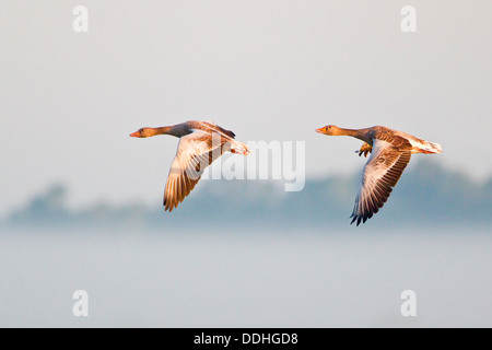 Zwei Graugänse (Anser Anser), während des Fluges im Morgenlicht Stockfoto