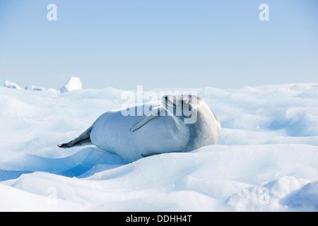 Seeleopard (Hydrurga Leptonyx) liegen auf einer Eisscholle Stockfoto