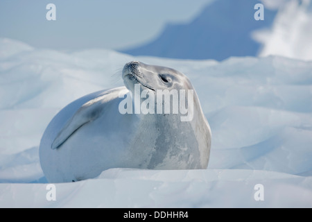 Seeleopard (Hydrurga Leptonyx) liegen auf einer Eisscholle Stockfoto