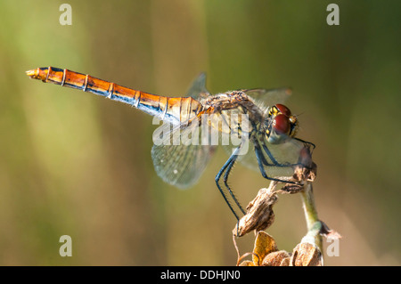 Vagrant Darter (Sympetrum Vulgatum) Stockfoto