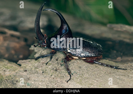 Nashornkäfer aus der Unterfamilie der riesigen Käfer (Dynastinae) Stockfoto