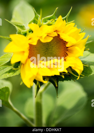 Auf halbem Weg offen jungen Sonnenblume Stockfoto