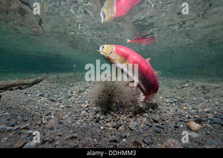 Rotlachs, Redeye Lachs oder Blueback Lachs (Oncorhynchus Nerka) an Laichplätzen, weibliche bauen ein Nest zur Eiablage Stockfoto