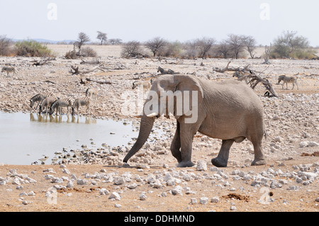 Afrikanischer Elefant (Loxodonta Africana) und Burchell Zebras (Equus Quagga) am Wasserloch Stockfoto