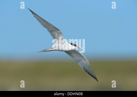 Seeschwalbe (Sterna Hirundo) im Flug Stockfoto