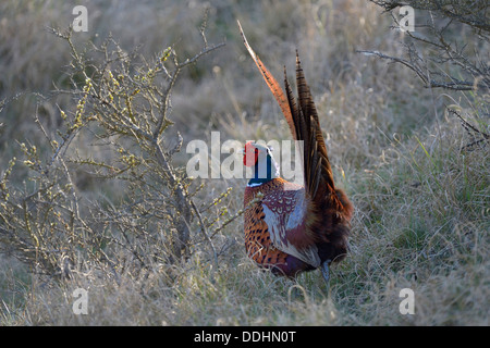 Gemeinsamen Fasan (Phasianus Colchicus) im Abendlicht Stockfoto