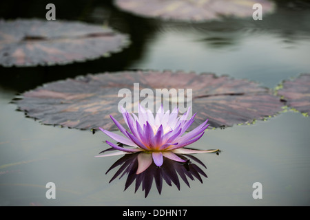 Blaue Zwerg (Nymphaea Colorata), Seerose Blüte und Blätter Stockfoto