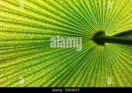 Chinesische Windmühle Palme (Trachycarpus Fortunei), Blatt Stockfoto