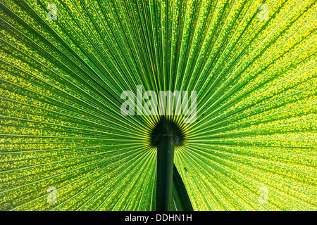 Chinesische Windmühle Palme (Trachycarpus Fortunei), Blatt Stockfoto