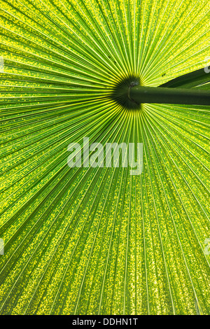 Chinesische Windmühle Palme (Trachycarpus Fortunei), Blatt Stockfoto