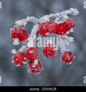 Guelder Rose (Viburnum Opulus), rote Früchte mit Rauhreif bedeckt Stockfoto