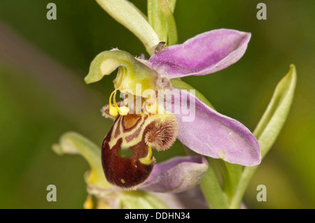 Biene Orchidee (Ophrys Apivera), einzelne Blume Stockfoto