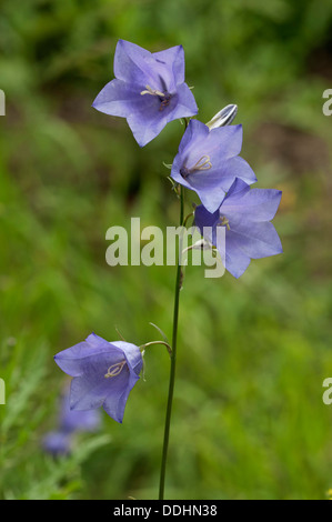 Pfirsich-blättrige Glockenblume (Campanula Persicifolia) Stockfoto