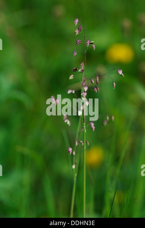 Beben-Grass (Briza Media) Stockfoto