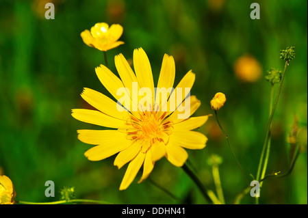 Wiese Schwarzwurzeln oder auffällige Goat's-beard (Tragopogon Pratensis) Stockfoto