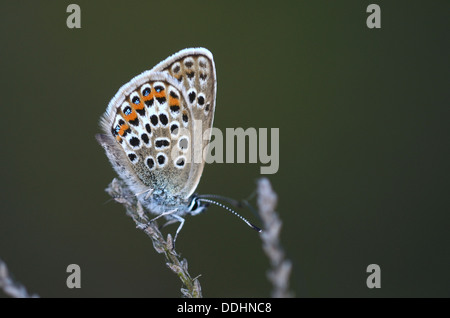 Ein Silber besetzte blaue Schmetterling in Ruhe UK Stockfoto