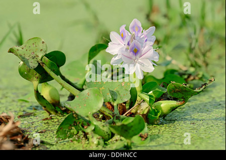 Gemeinsamen Wasserhyazinthe (Eichhornia Crassipes), Blüte Stockfoto