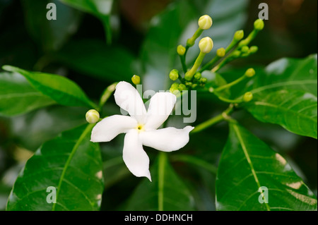 Krepp-Jasmin (Tabernaemontana Divaricata), Blüte Stockfoto