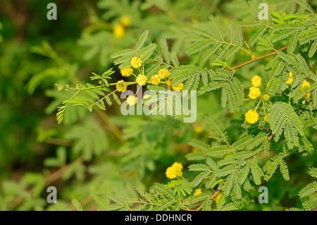 Gummiarabikum Baum, stachelige Akazie oder Thorn Mimosa (Acacia Arabica, Acacia Nilotica), Zweig mit Blüten Stockfoto