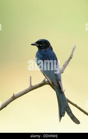 Schwarz-Drongo (Dicrurus Macrocercus) Stockfoto