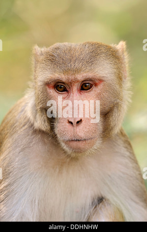 Rhesus-Makaken oder Rhesus-Affen (Macaca Mulatta), Männlich, Porträt Stockfoto