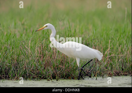 Silberreiher (Egretta intermedia intermedia Mesophoyx, Ardea Intermedia) bedeutet Stockfoto